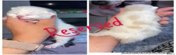 Ragdoll cats for sale: (1 left) Ragdoll mix breed  - Advert 15