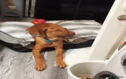 Rhodesian Ridgeback dogs for sale: Ridgeless Rhodesian Ridgeback Puppies For Sale - Image 14