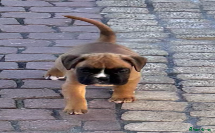 Boxer dogs - Advert 2