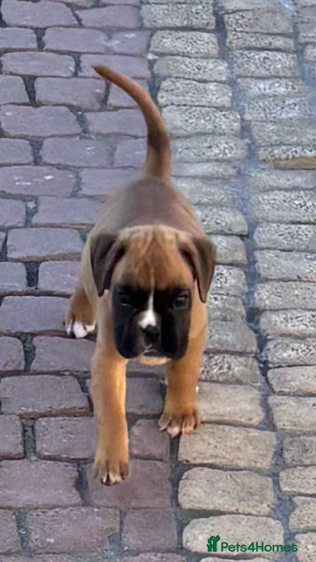 Boxer dogs for sale: Boxer pups  - Image 4