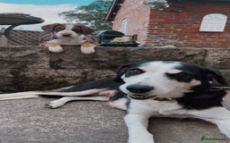 Mixed Breed dogs for sale: Mixed Breed Pup  - Image 2