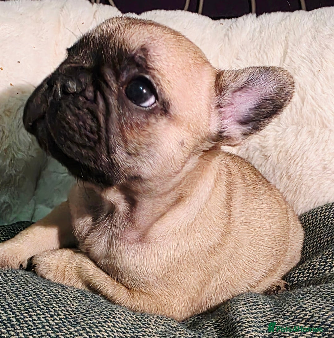 French Bulldog dogs for sale: Beautiful French bulldog  - Advert 12