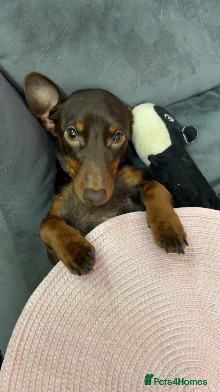 Dachshund dogs Miniature Dachshund Puppies - Advert 7