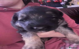 German Shepherd dogs for sale: German Shepherd puppies - Advert 1