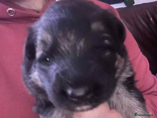 German Shepherd dogs for sale: German Shepherd puppies - Advert 1