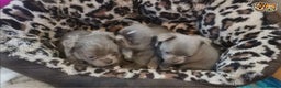 Chihuahua dogs for stud: Lilac and tan Russian import stud dog DNA tested in Rotherham - Advert 15