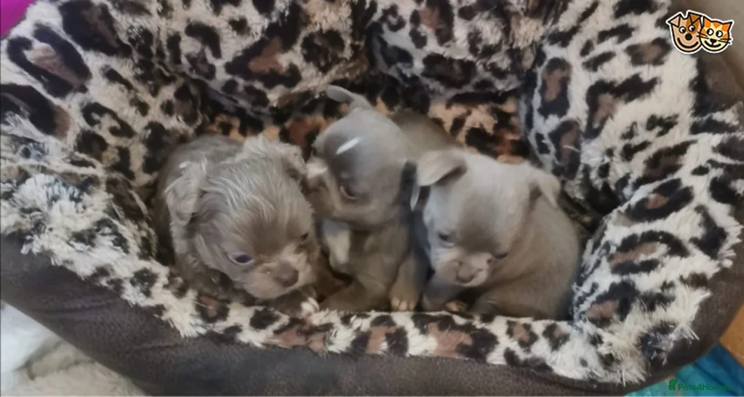 Chihuahua dogs for stud: Lilac and tan Russian import stud dog DNA tested in Rotherham - Advert 15