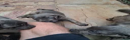 Cane Corso dogs for sale: ICCF Registered 🧬🏆 Cane Corso pups. - Advert 24