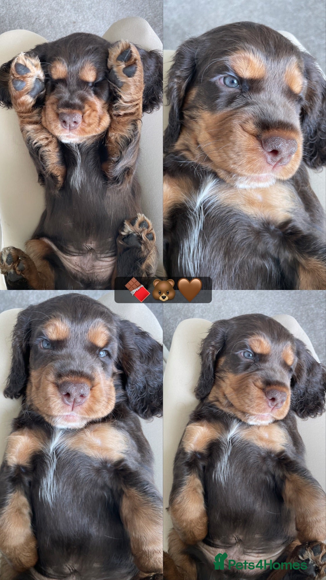 Cocker Spaniel dogs Beautiful english cocker spaniels leave 24th July  - Advert 8