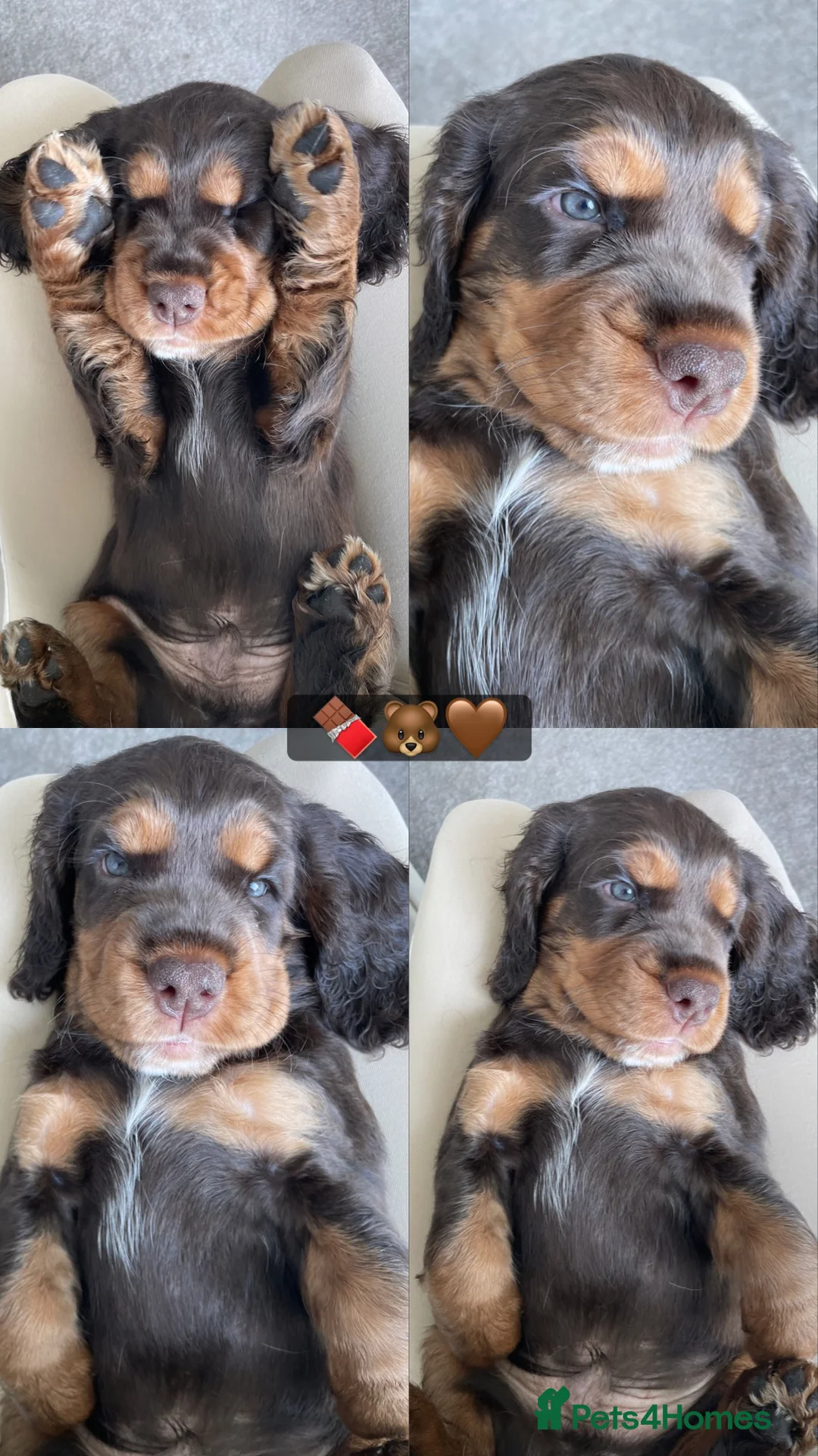 Cocker Spaniel dogs for sale: Beautiful english cocker spaniels leave 24th July  - Advert 1