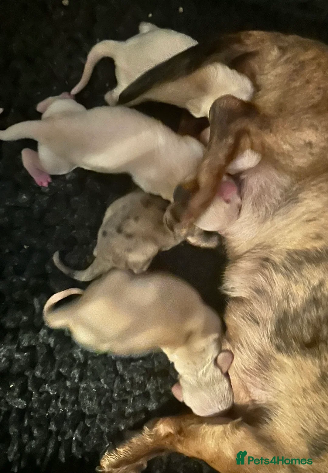 Miniature Dachshund dogs for sale: KC Cream Brindle Smooth Miniature Dachshunds - Advert 12