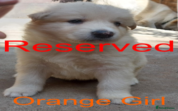 German Shepherd dogs for sale: Big Boned Chunky German Shepherd Puppies - Image 6