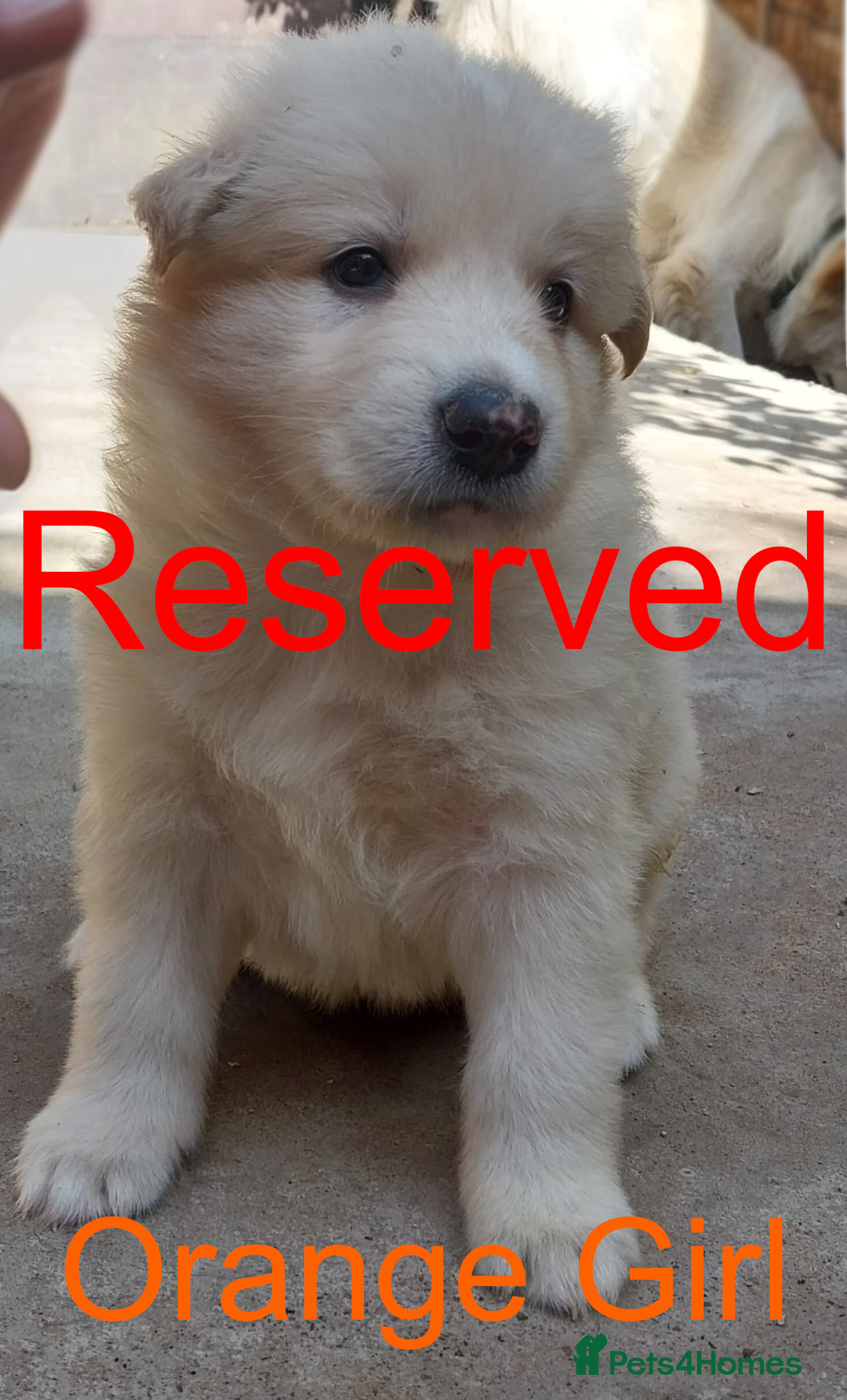 German Shepherd dogs for sale: Big Boned Chunky German Shepherd Puppies - Image 6