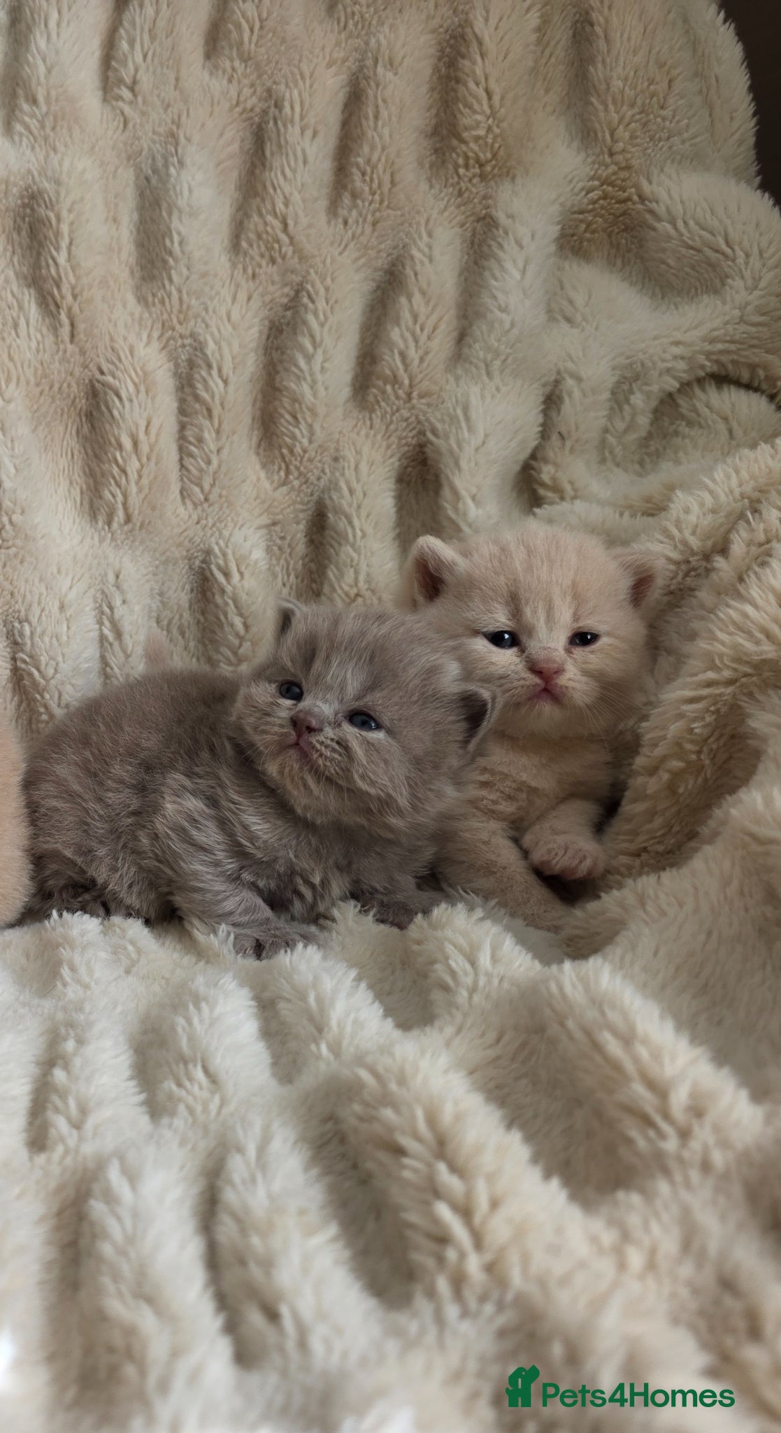 British Shorthair cats for sale: Outstanding quality British shorthair kittens  - Advert 4