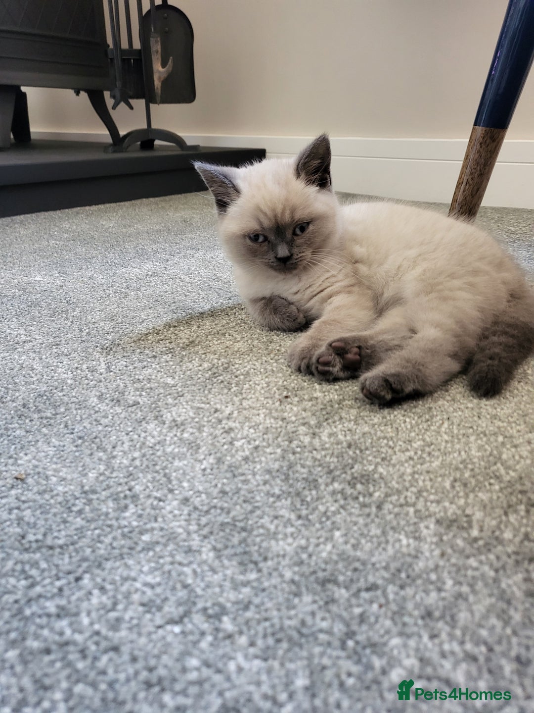 British Shorthair cats for sale: BSH FEMALE KITTEN - Image 11