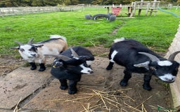 Goats livestock for sale: Six Pygmy goats for sale  - Image 1