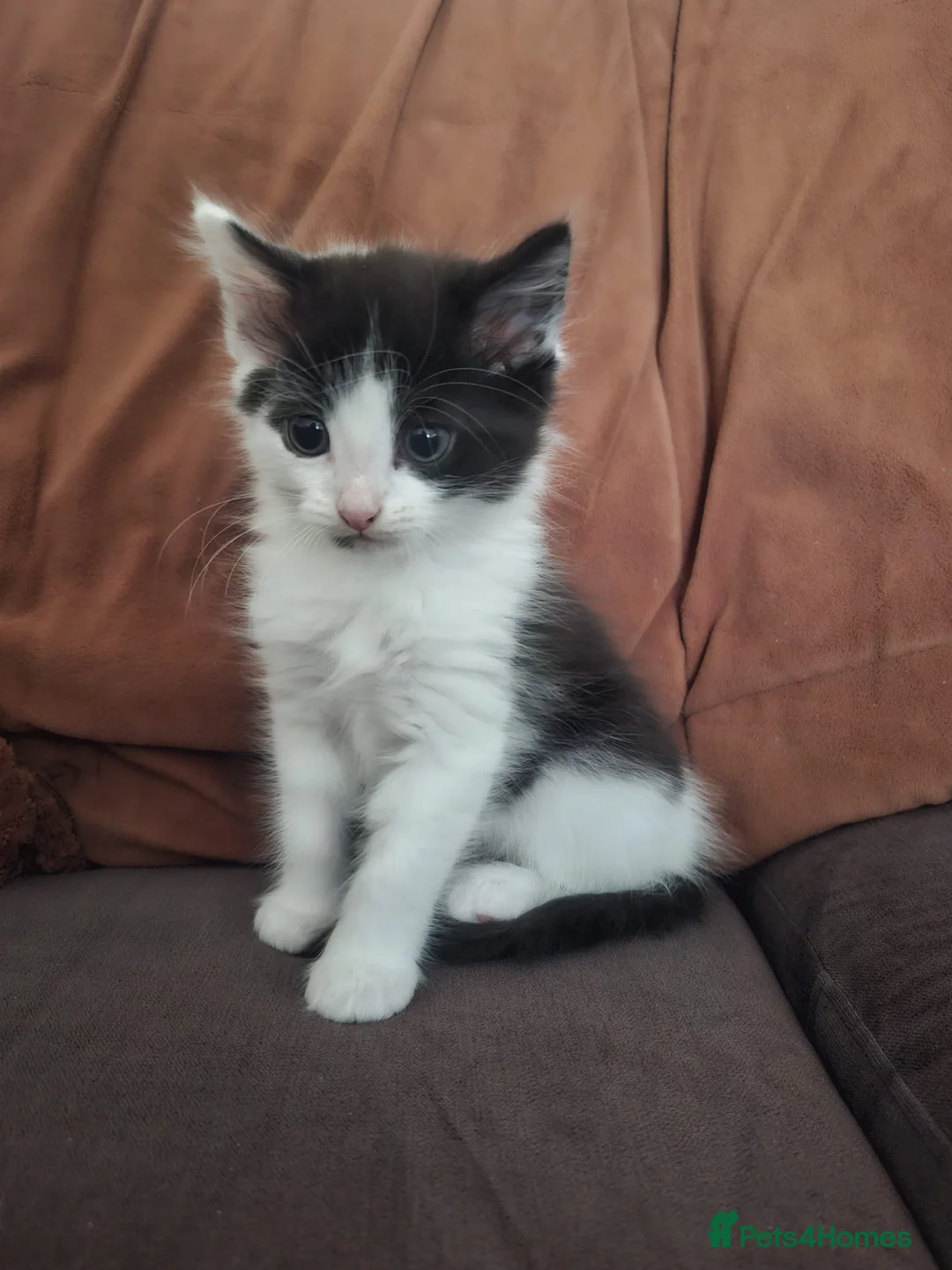 Mixed Breed cats for sale: Our last kitten - Advert 1