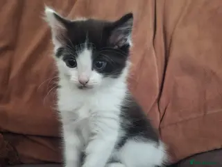 Mixed Breed cats Our last kitten - Advert 1