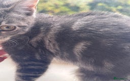 British Shorthair cats for sale: Female British Short Hair Kitten for sale - Image 3