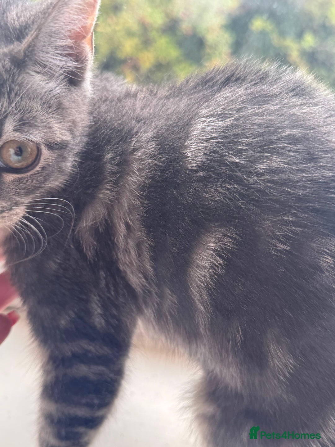 British Shorthair cats for sale: Female British Short Hair Kitten for sale - Image 3
