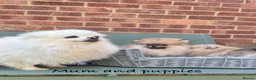 Pomeranian dogs for sale: 🔥Teddy🐻Small🏆Quality  - Advert 26