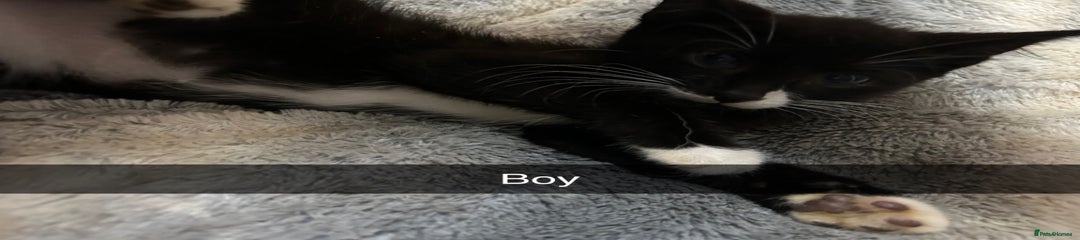 Mixed Breed Kitten 3