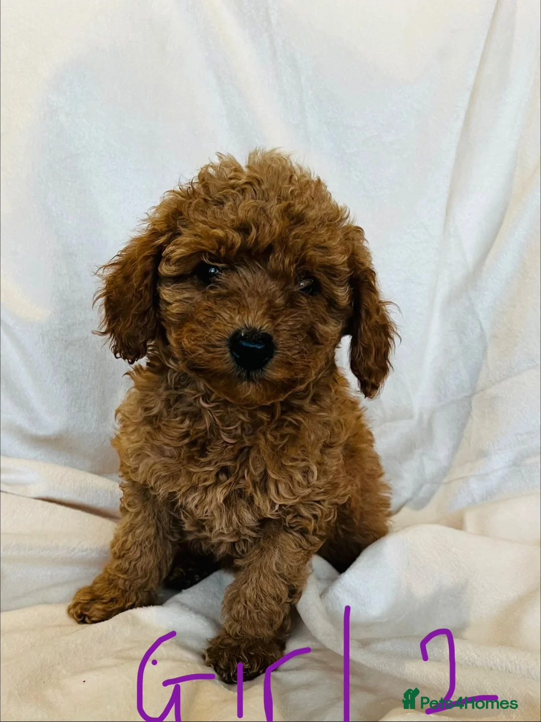 Miniature Poodle dogs for sale: PRA clear minature poodles  - Advert 7