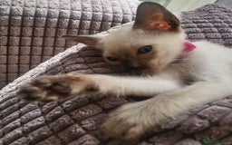 Siamese cats for sale: Traditional Siamese kittens - Image 3