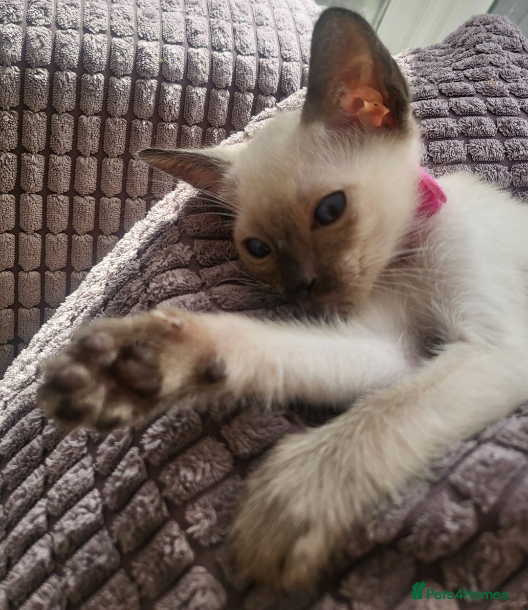 Siamese cats for sale: Traditional Siamese kittens - Image 3