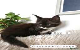 Maine Coon cats for sale: Stunning Black Smoke Registred Maine Coon Kittens - Image 11