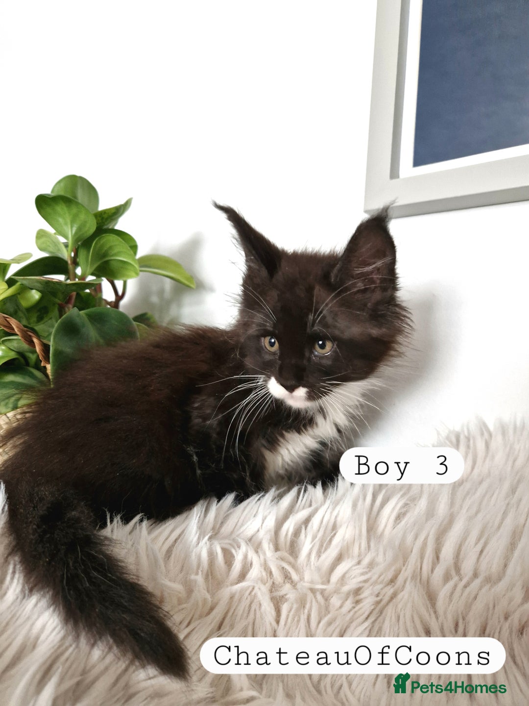 Maine Coon cats for sale: Stunning Black Smoke Registred Maine Coon Kittens - Image 11