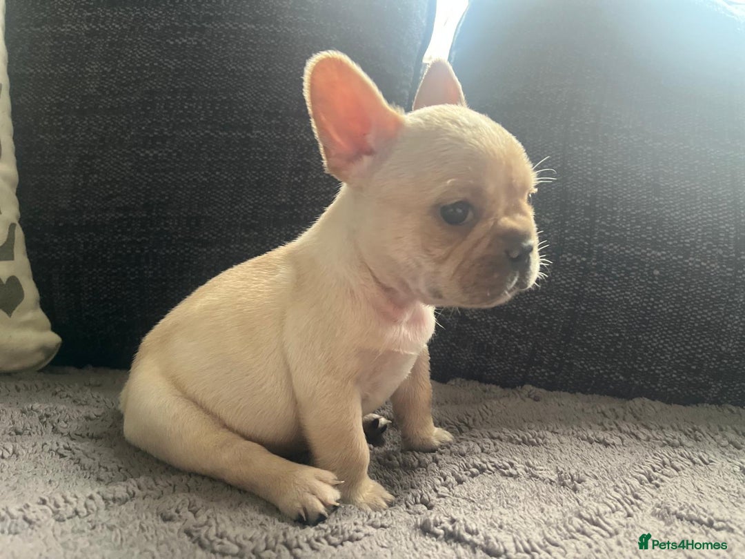 French Bulldog dogs for sale: French bulldog puppies  - Image 9