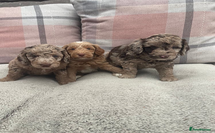 Cockapoo dogs - Advert 11