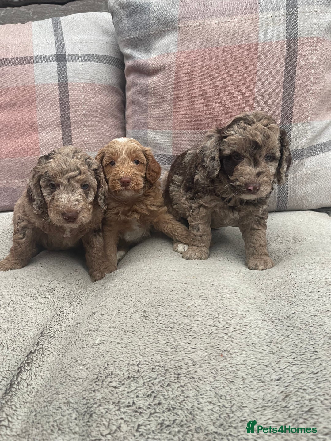 Cockapoo dogs for sale: f1b toy  stunning cockerpoos  - Image 1