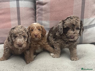 Cockapoo dogs - Advert 19