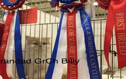 British Shorthair cats for sale: Fabulous mini Dad boy! GCCF IGrCh, GrCh & Ch lines - Image 24