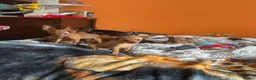 Miniature Pinscher dogs for sale: 🐾 Adorable Miniature Pinscher Puppies . - Advert 4