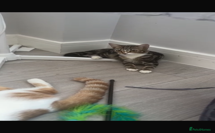 Mixed Breed cats - Advert 1