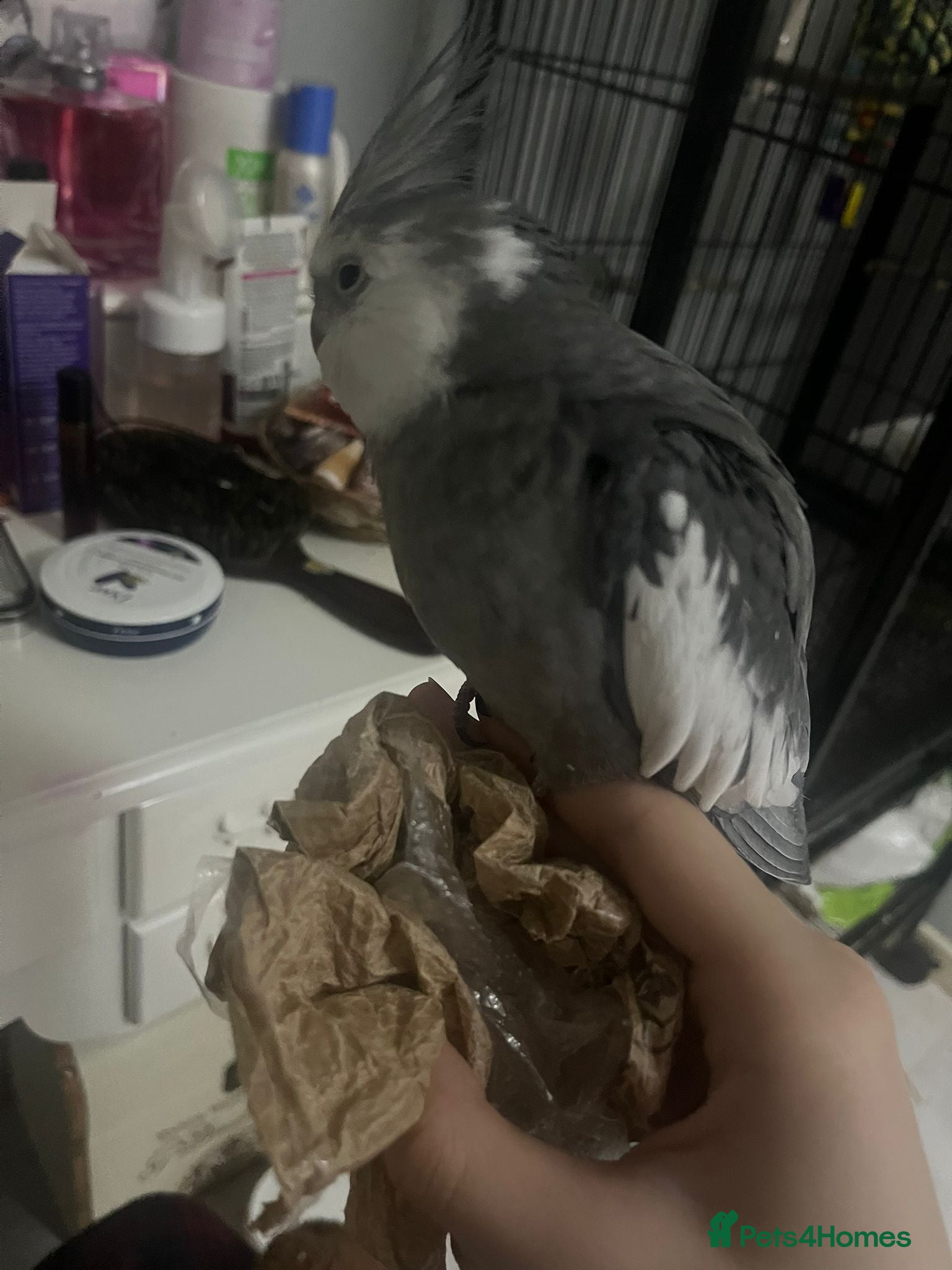 Cockatiels birds Cockatiels - Advert 3