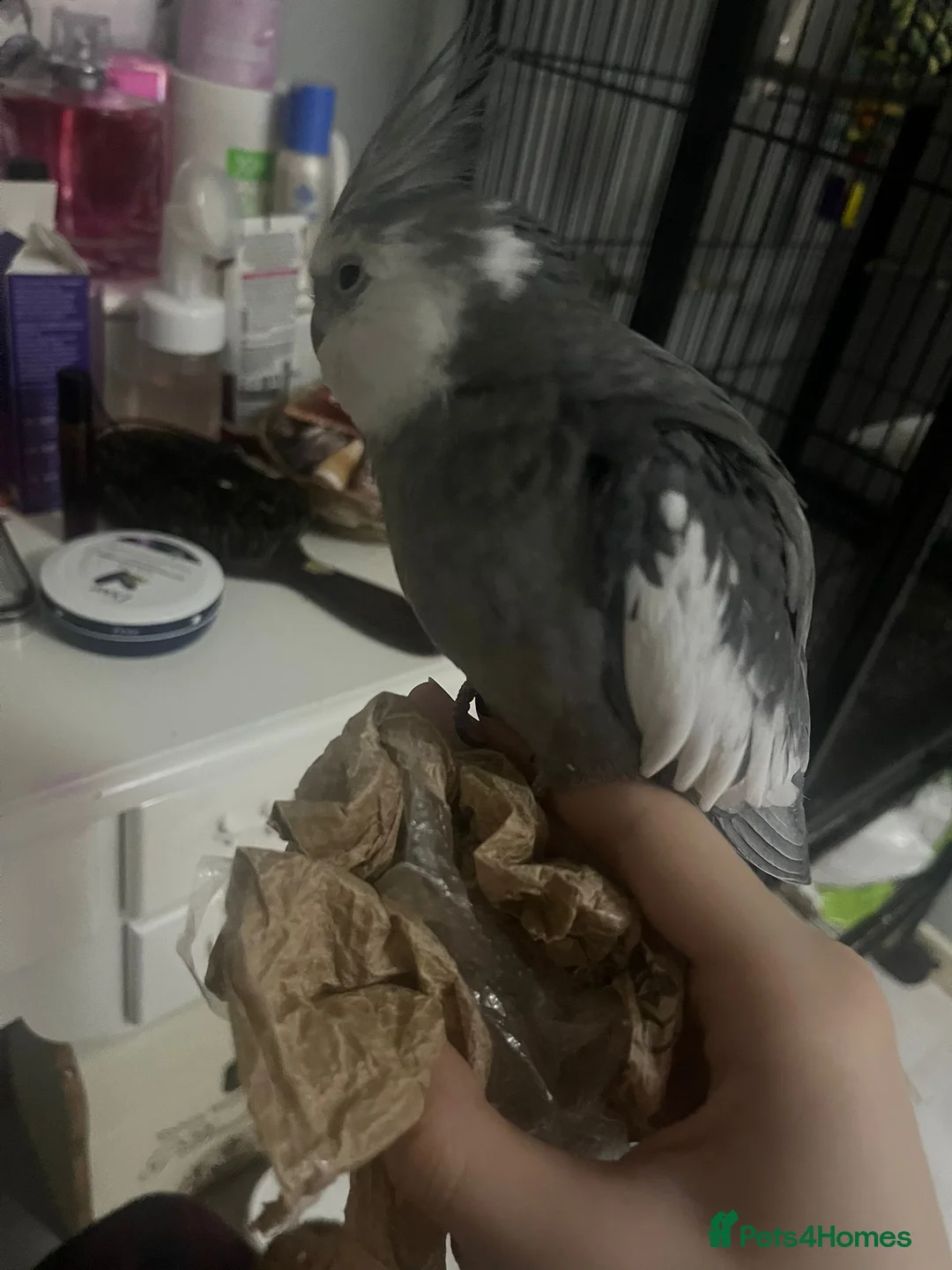 Cockatiels birds for sale: Cockatiels - Advert 1