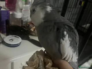 Cockatiels birds Cockatiels - Advert 3