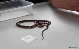 Corn Snake reptiles for sale: 6 week old baby corn snakes - Image 6