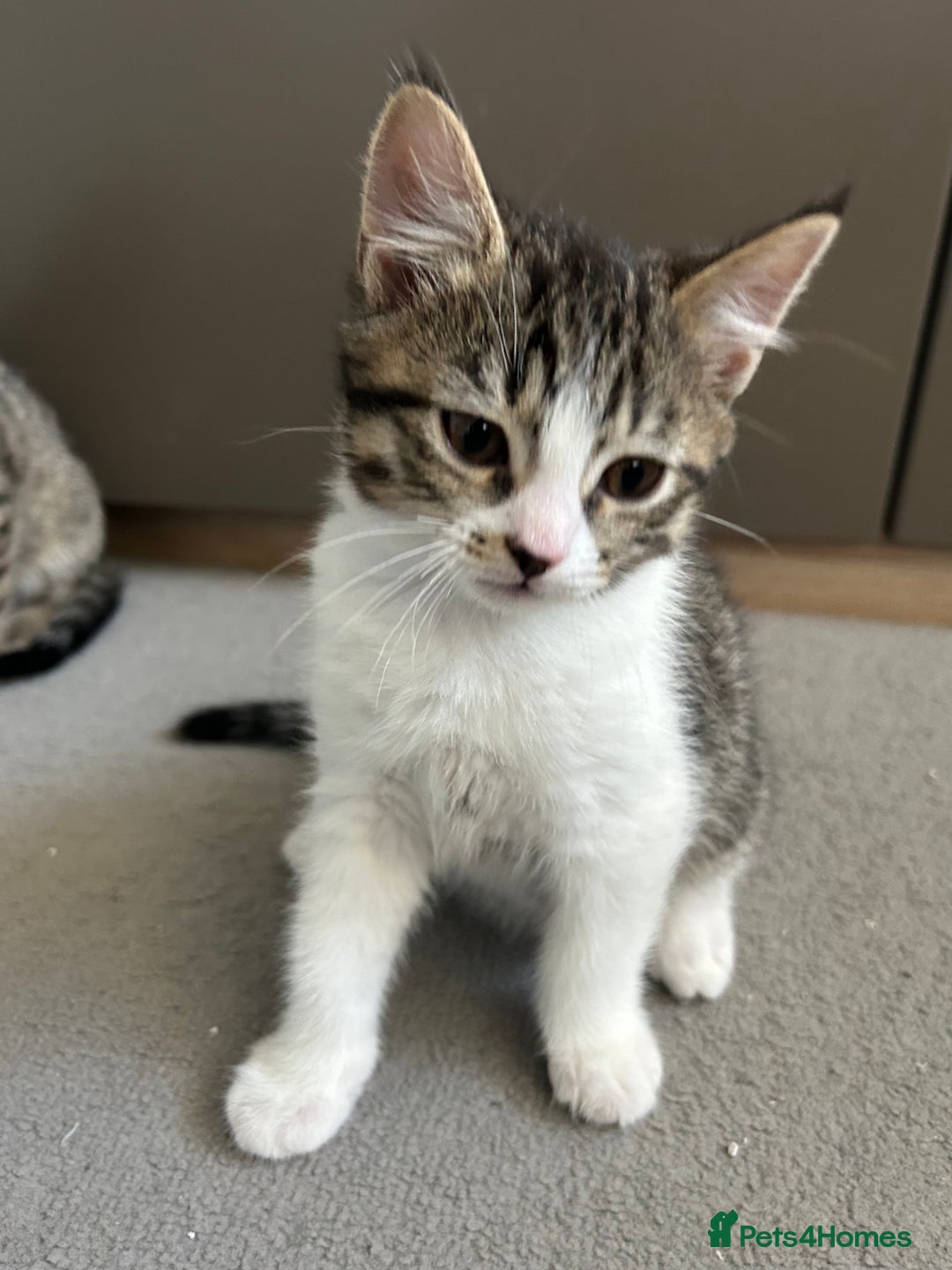 Mixed Breed cats for sale: REDUCED & READY NOW BSH x Tabby kittens  - Image 12