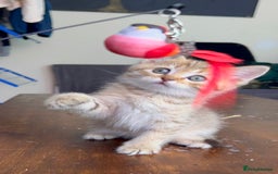 Scottish Fold cats for sale: 1 fold 2 straight Scottish darlings  - Image 27
