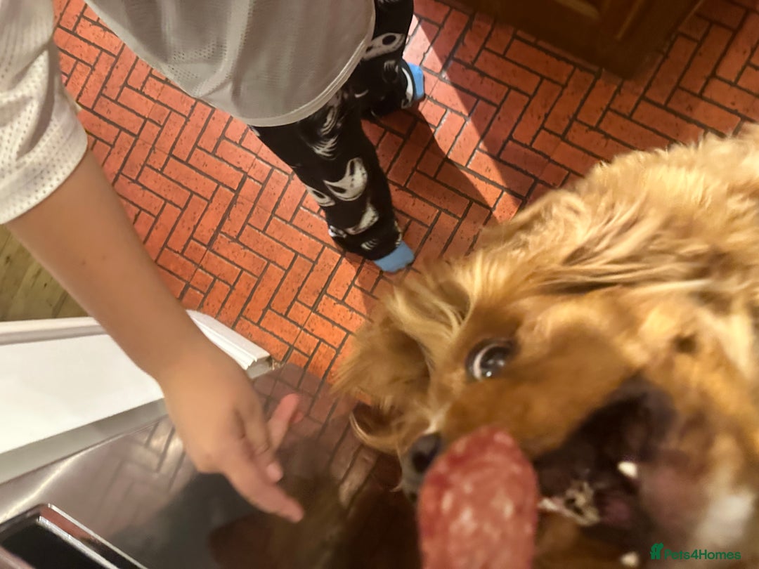 Cavalier King Charles Spaniel dogs for sale: Peanut 🥜 King Charles Cavalier Spaniel - Image 5