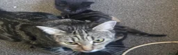 Mixed Breed cats for sale: Kittens for sale  in Sandy - Advert 2
