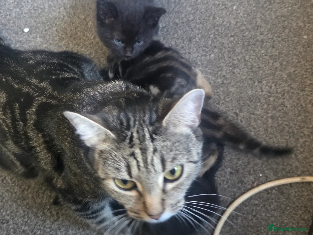 Mixed Breed cats for sale: Kittens for sale  in Sandy - Advert 2