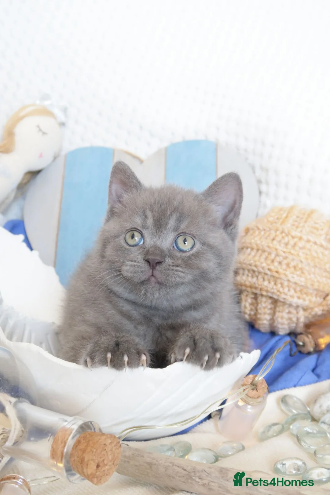 British Shorthair cats for sale: Beautiful female British Shorthair  - Advert 16