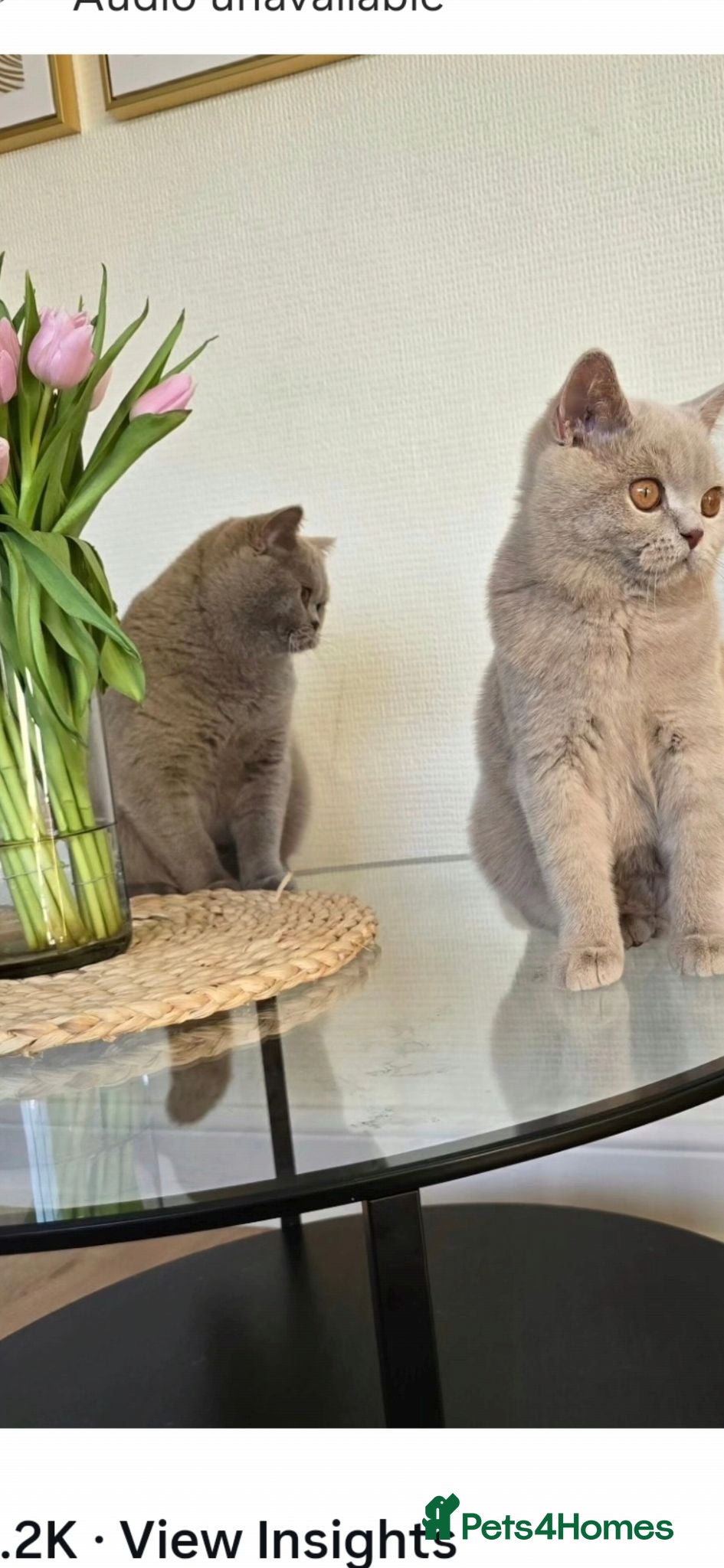 British Shorthair cats Adult active lilac queen. - Advert 5