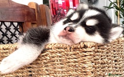 Pomsky dogs for sale: Very Tiny F4 Pomskys  - Image 16